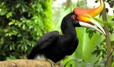 KL-Lake-Garden-Birdpark-Tour
